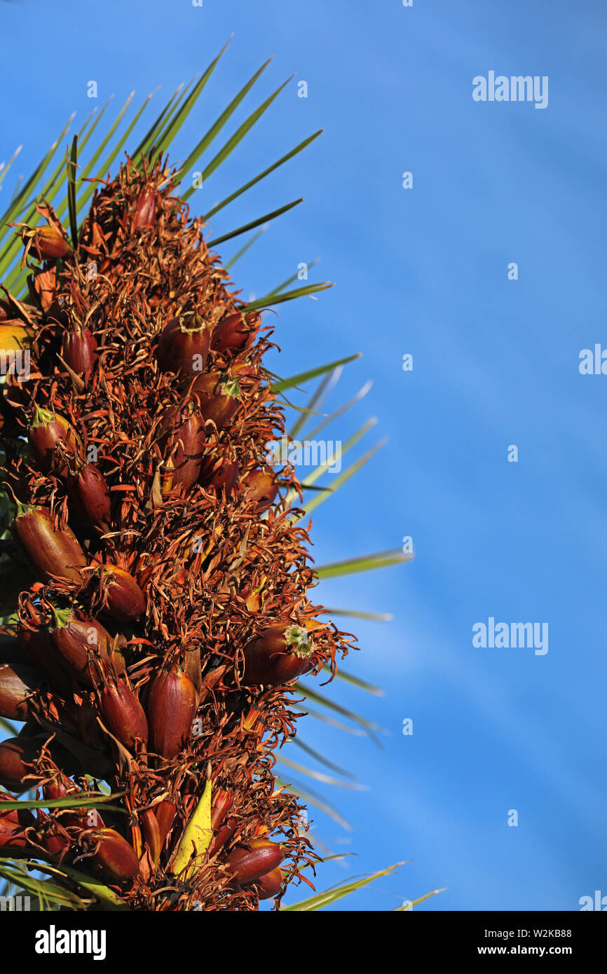 Yucca palm palm-tree fruit Stock Photo