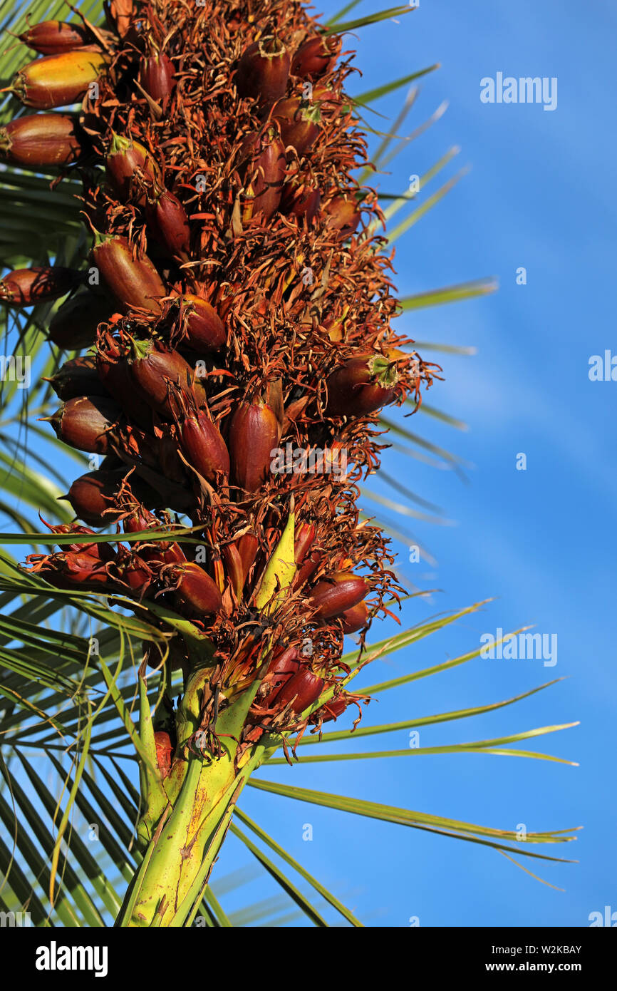 Yucca palm palm-tree fruit Stock Photo