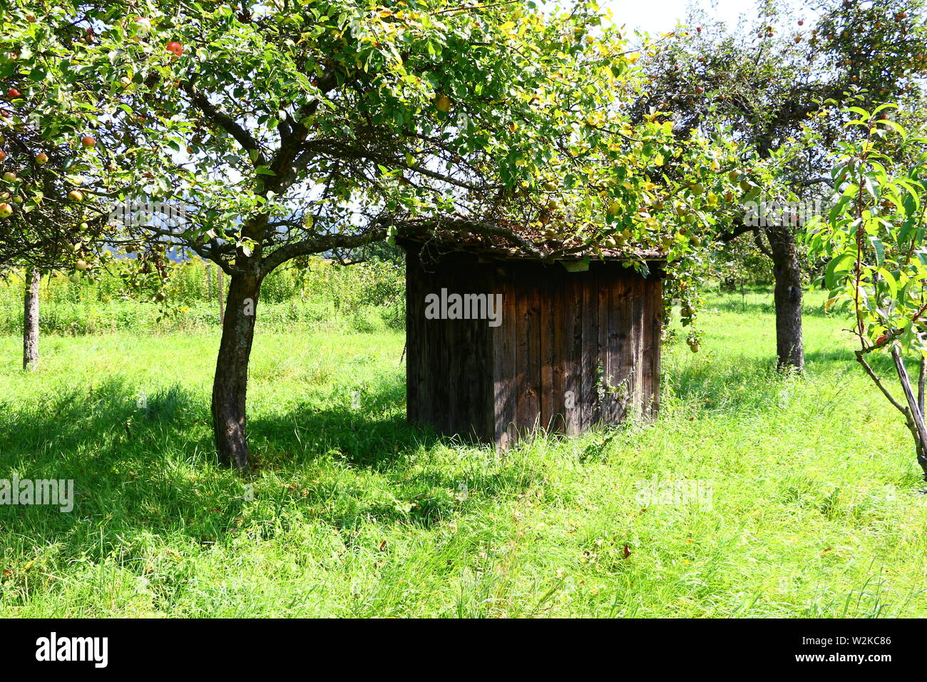Alte Holzhütte auf einer Obstplantage in der Nähe von Bühl in Süddeutschland Stock Photo