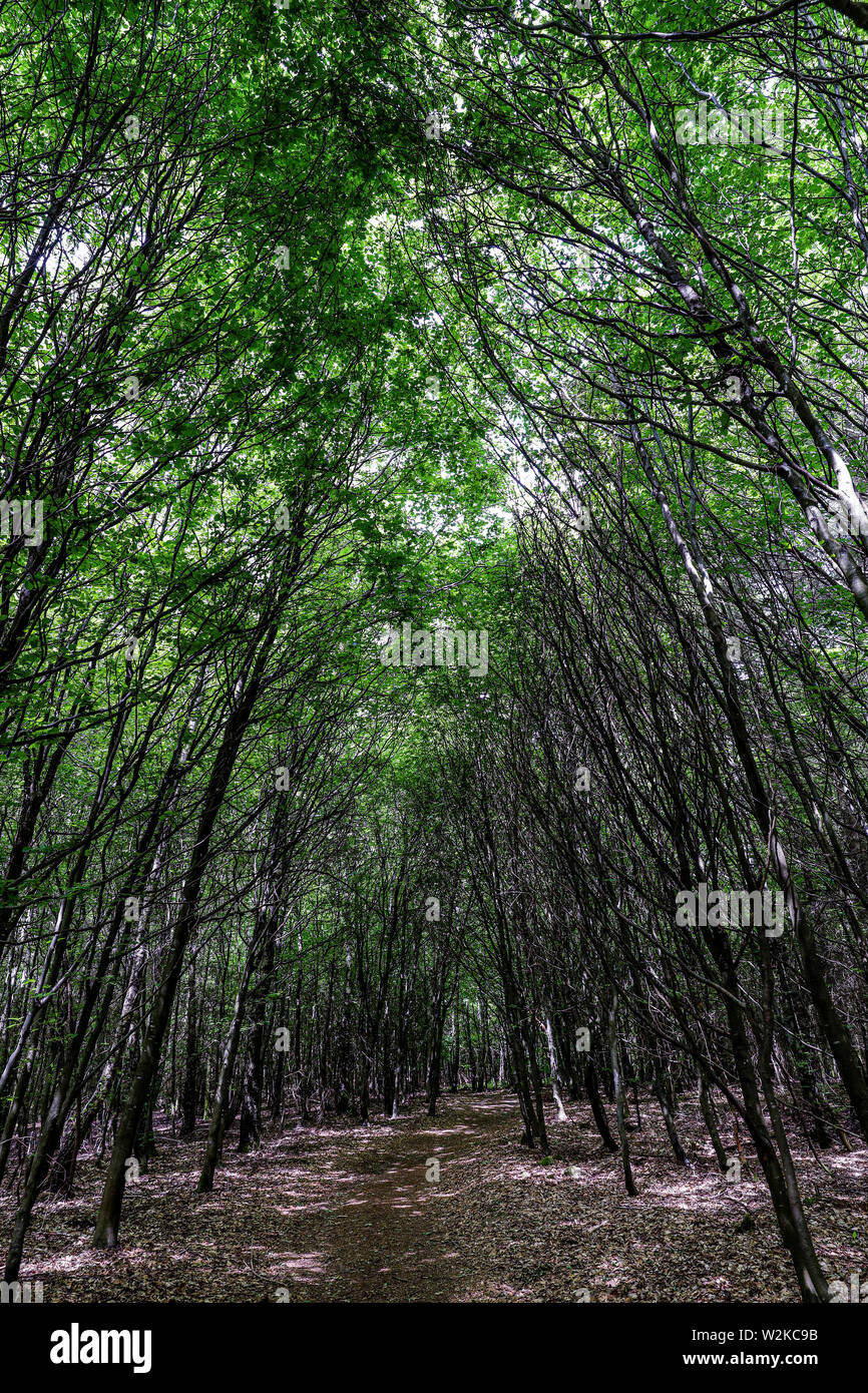Dense forest with tight path Stock Photo - Alamy