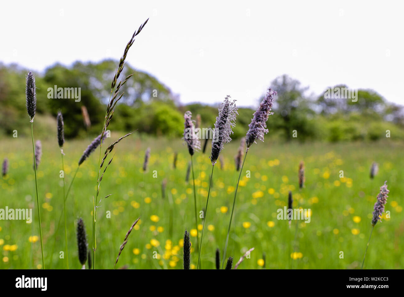 Meadow foxtail on a grassland Stock Photo
