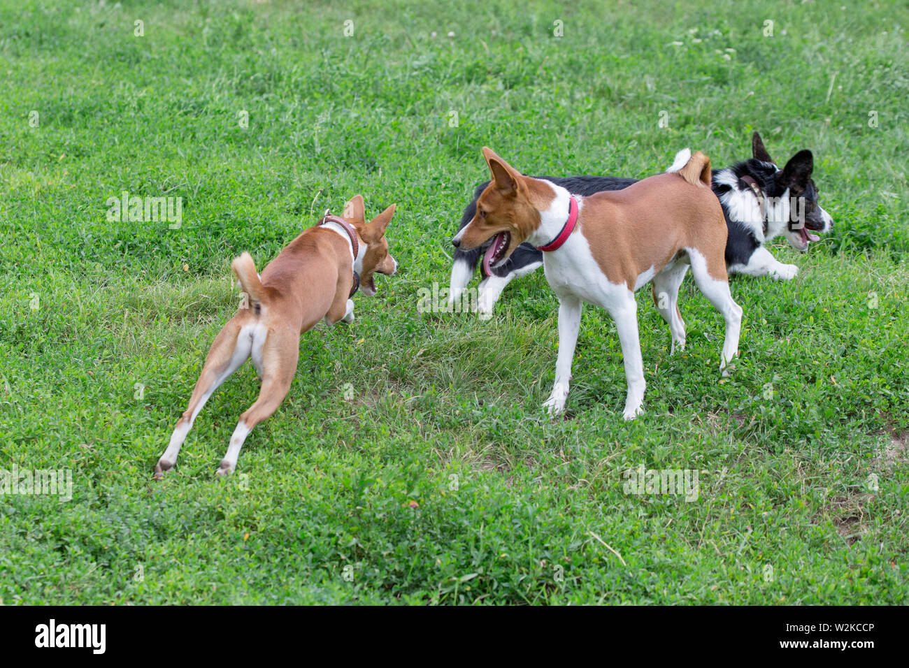 Two basenji and pembroke welsh corgi puppy are playing on the green grass. Pet animals. Purebred dog. Stock Photo