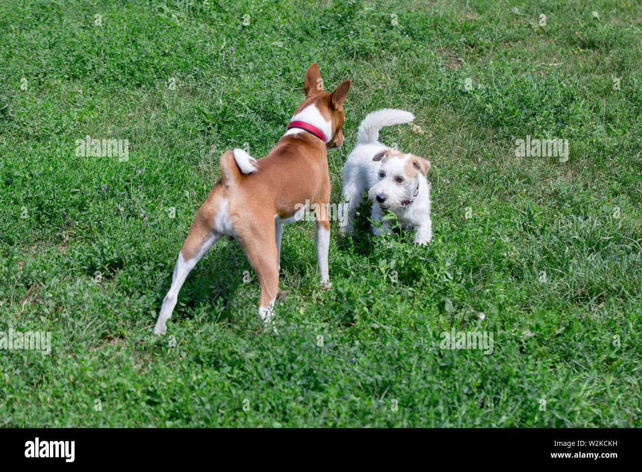 Jack russell terrier puppy and basenji are playing on a green meadow. Pet animals. Purebred dog. Stock Photo