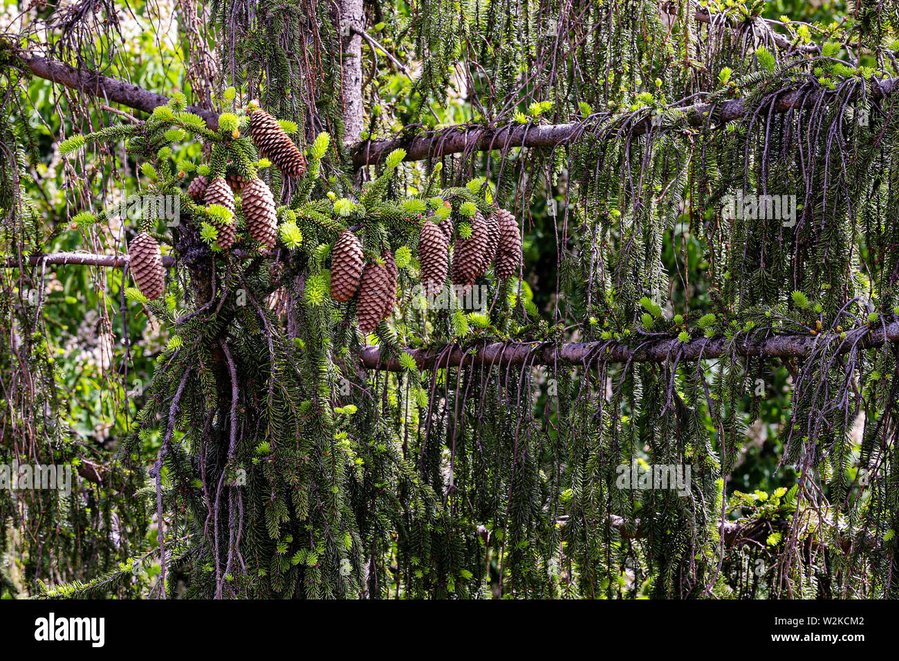Hanging pine cones on a tree Stock Photo