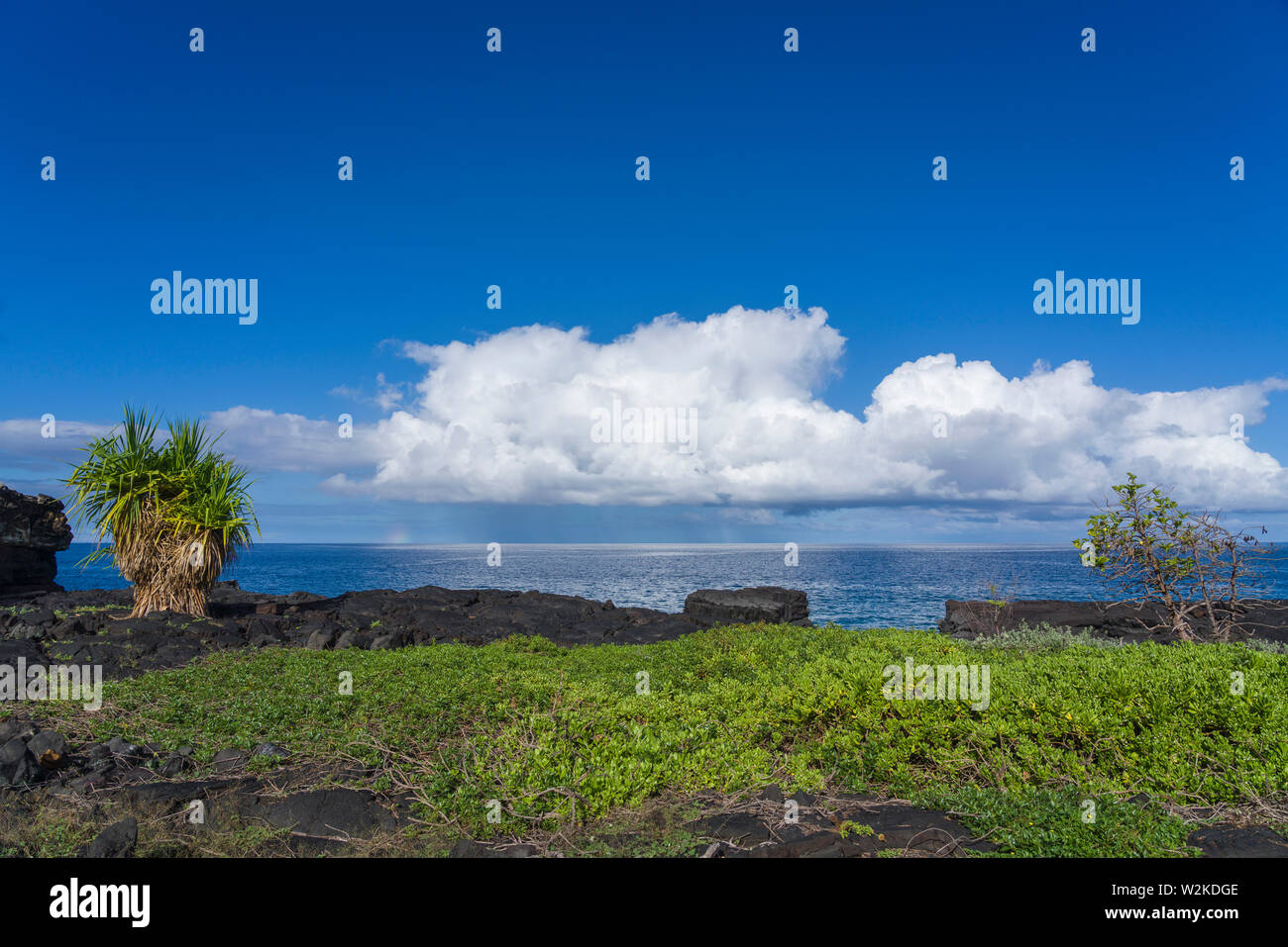 Lauhal,naupaka and Noni tree on lava shoreline in Pu'uhonua O Honaunau NP in South Kona, HI Stock Photo