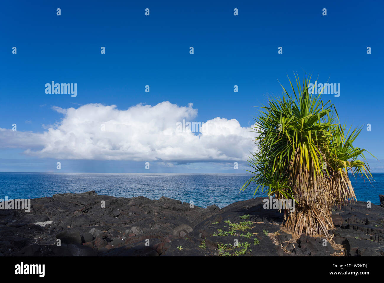 Lauhala tree (Pandanus tectorius) on lava shoreline in Pu'uhonua O Honaunau NP, in South Kona, Hawaii Stock Photo