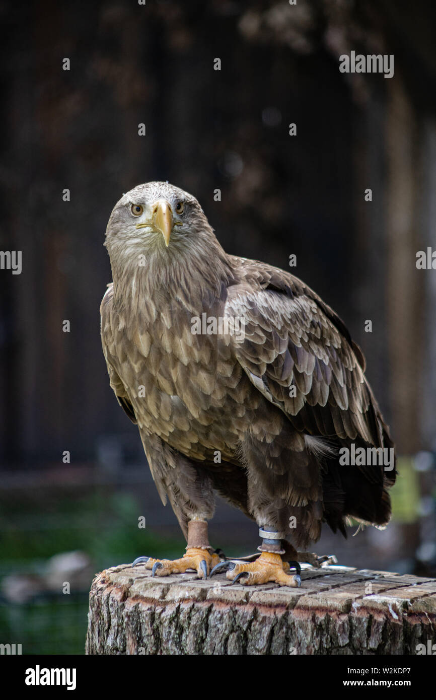 White-tailed eagle looking into the camera Stock Photo