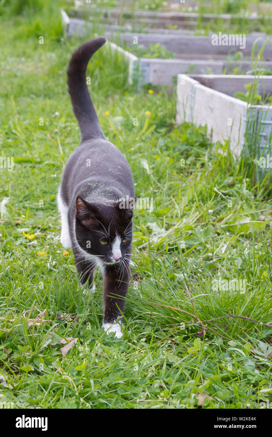 Home a young black and white cat walks in the country yard Stock Photo ...