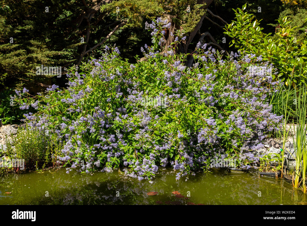 Ceanothus Gloire de Versailles growing on the bank of a garden pond in Devon. Stock Photo
