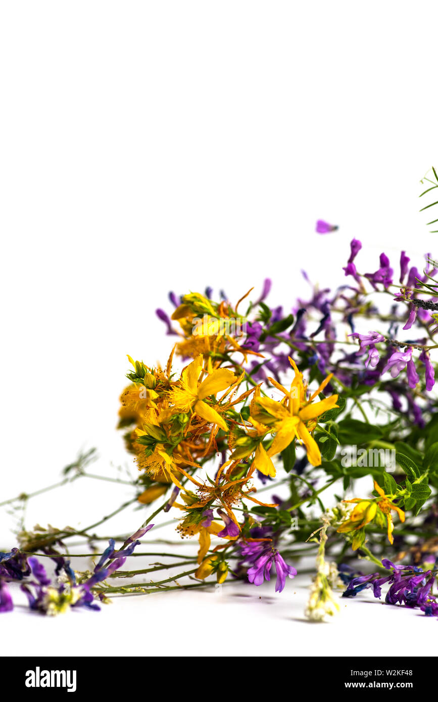 Various healthy herbs flowers bouquet isolated on white background Stock Photo