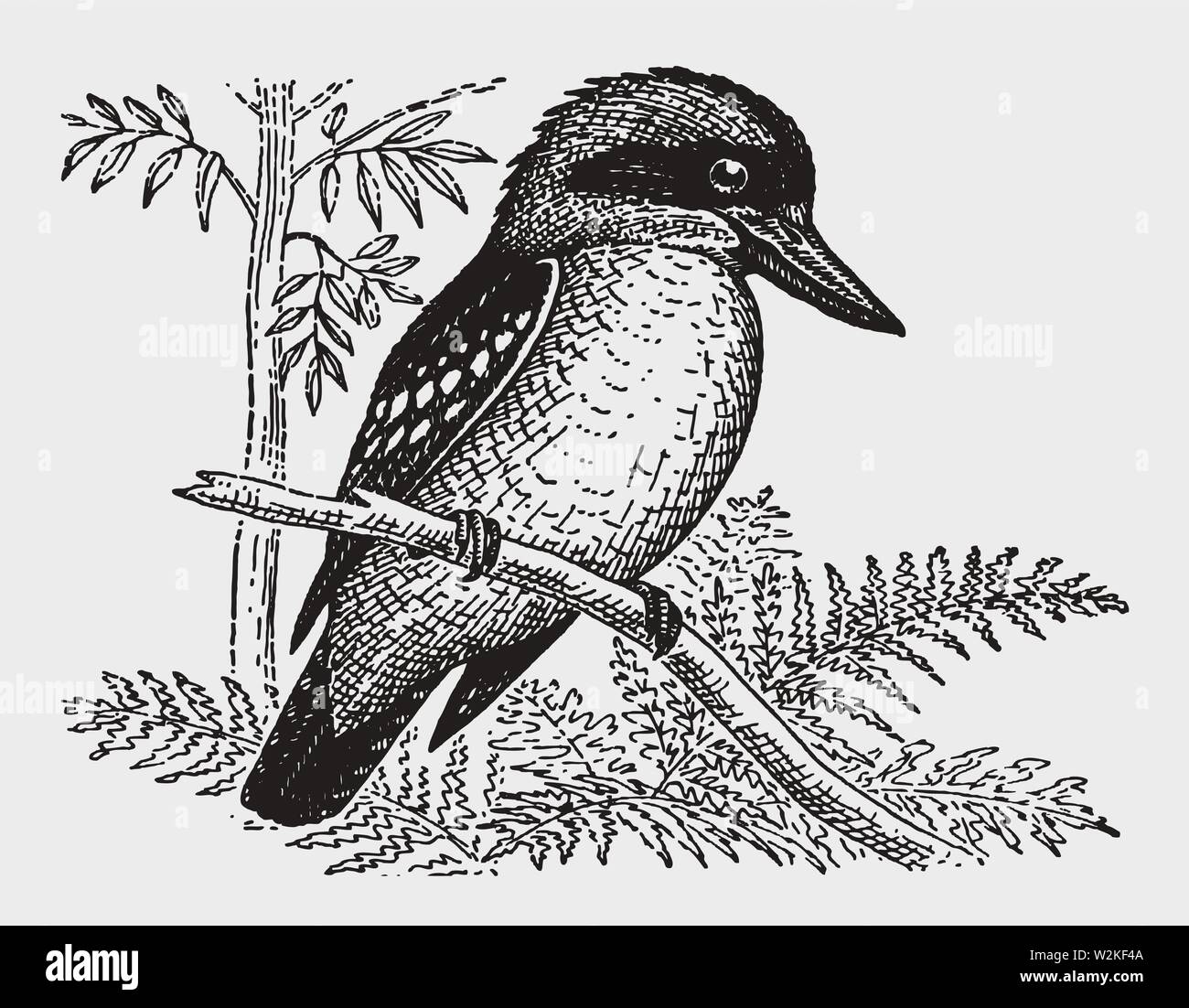 Laughing kookaburra (dacelo novaeguineae) sitting on a branch. Illustration after a historic engraving from the early 20th century Stock Vector