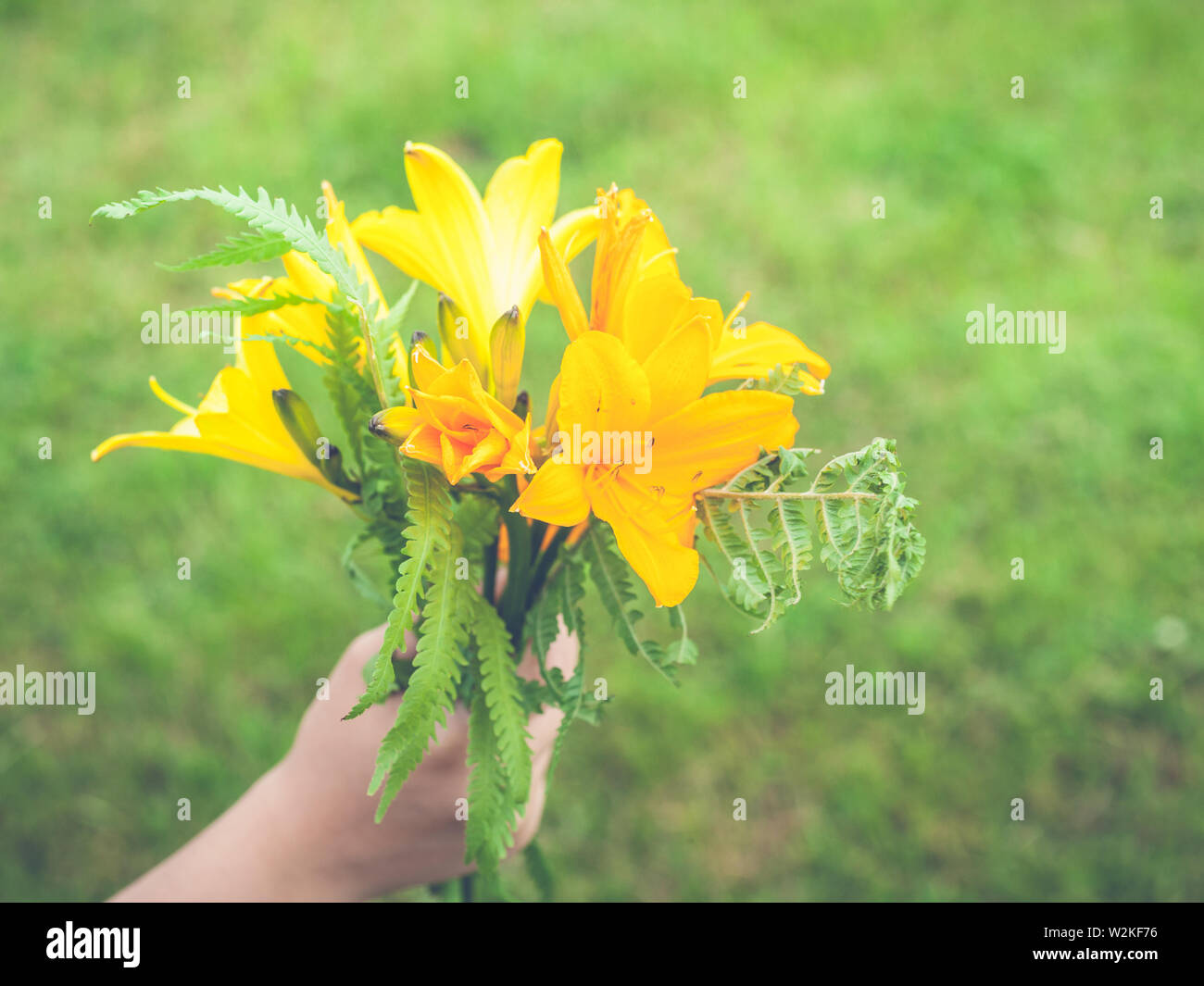 Children's hand holds a bouquet of yellow lilies and fern leaves on the background of green grass Stock Photo
