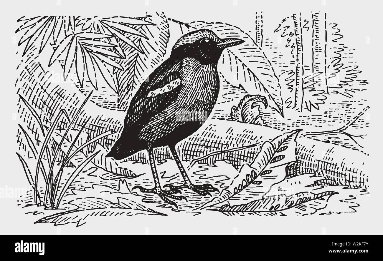 Green-breasted pitta (pitta reichenowi) sitting on the rainforest floor. Illustration after a historic engraving from the early 20th century Stock Vector