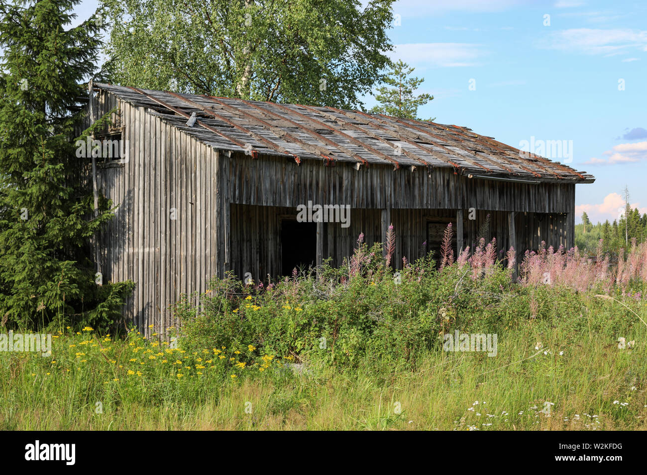 Old gray weathered outbuilding at abandoned farmstead in Ylöjärvi, Finland Stock Photo