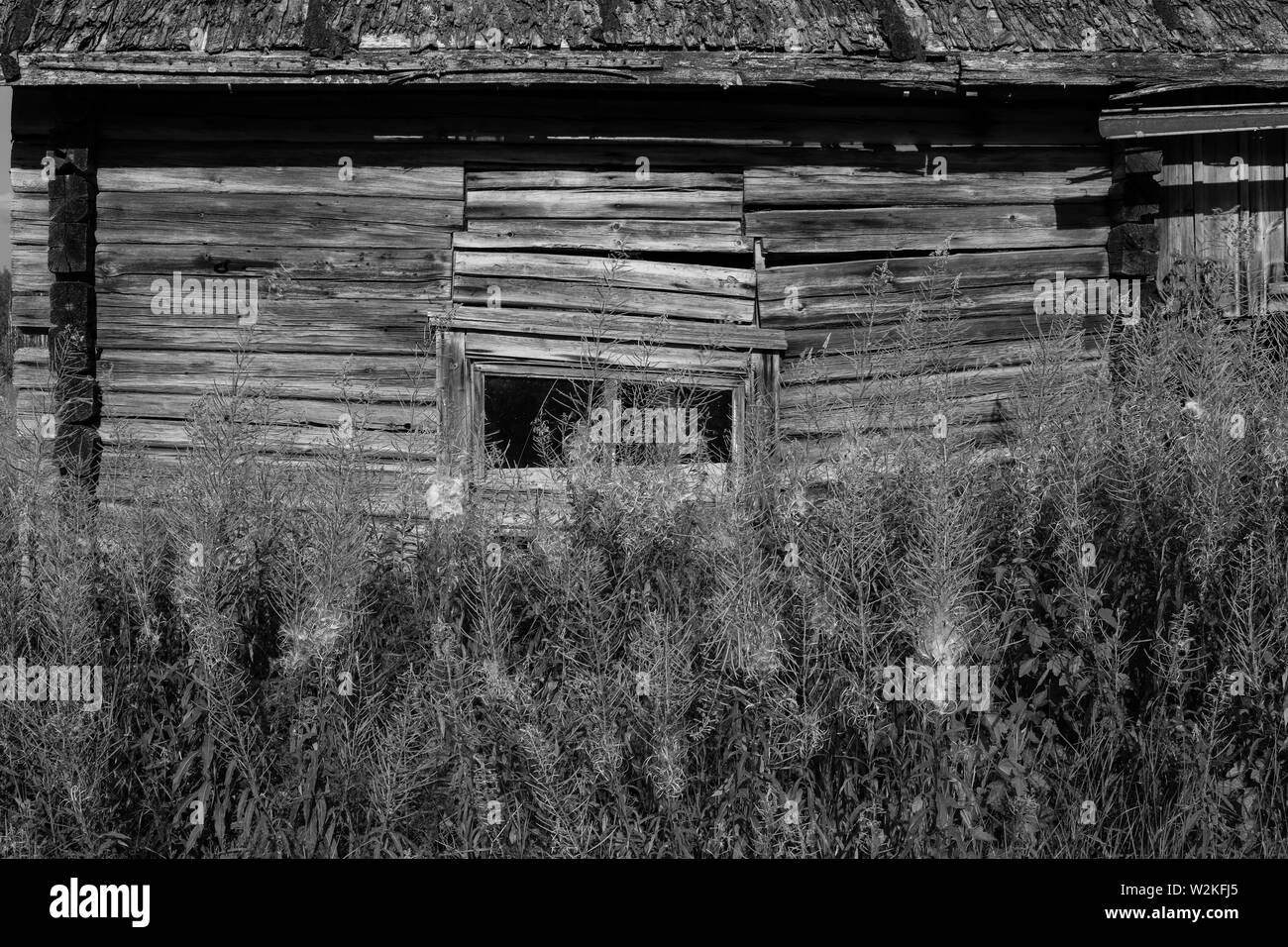 Willowherbs (fireweeds) in front of an old, weathered log barn in disrepair at abandoned farmstead in Ylöjärvi, Finland Stock Photo