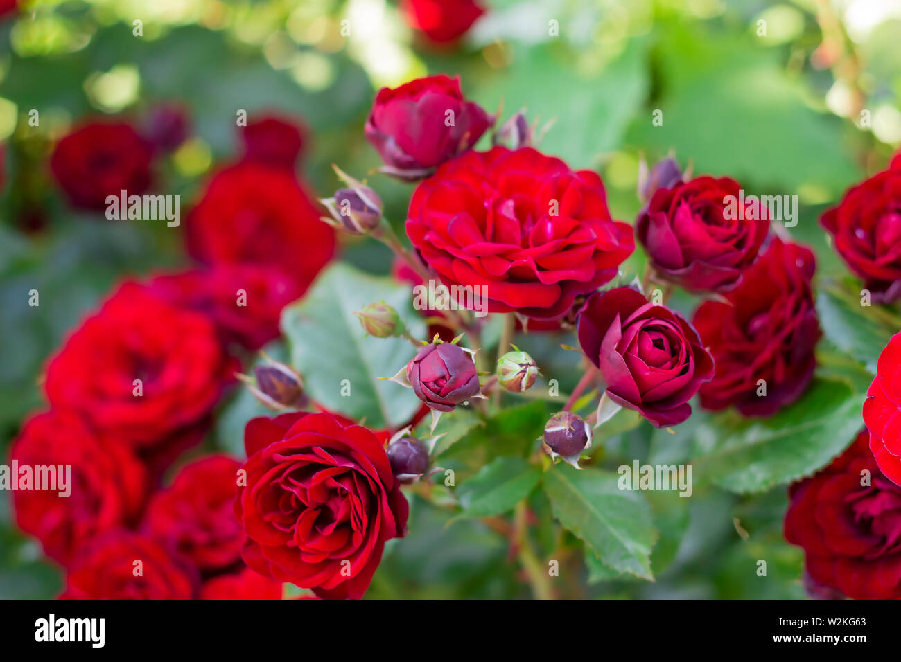 Close-up of red roses in the garden. floral background Stock Photo