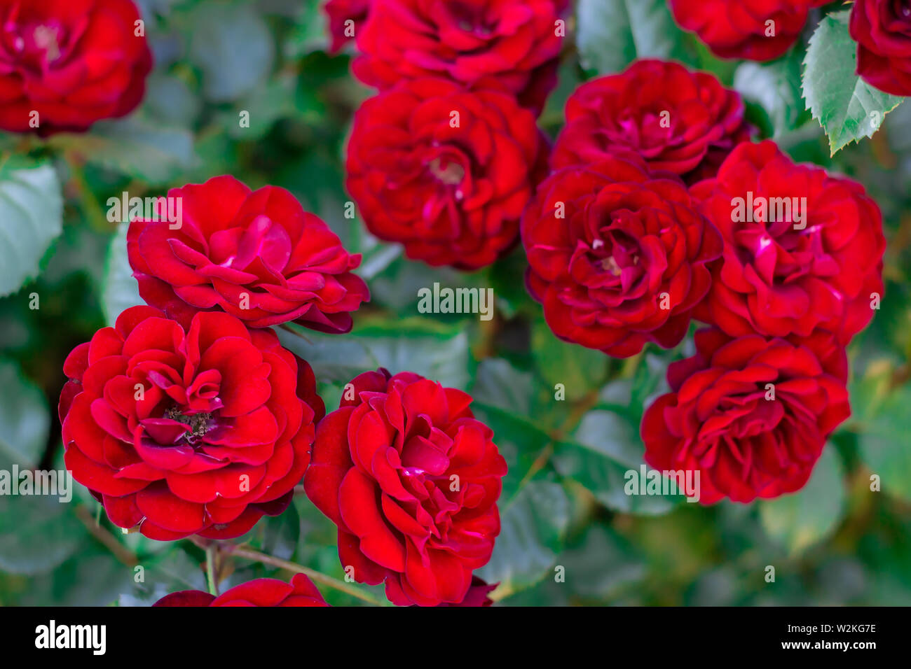 Detail of red roses in the garden. floral background Stock Photo