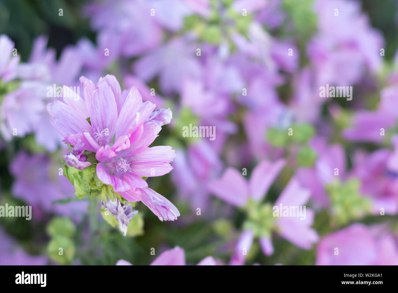 Pink musk mallow or Malva moschata blooming in the summer garden Stock Photo