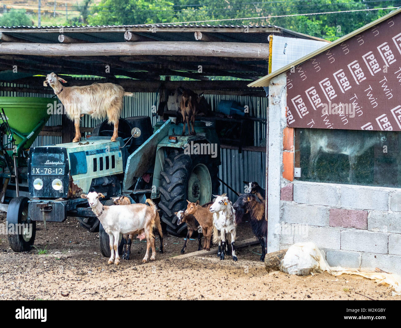 Portugal. 18th June, 2019. A group of goats stand over an agricultural  tractor in a Portuguese farm.The Camino de Santiago (the Way of St. James)  is a large network of ancient pilgrim