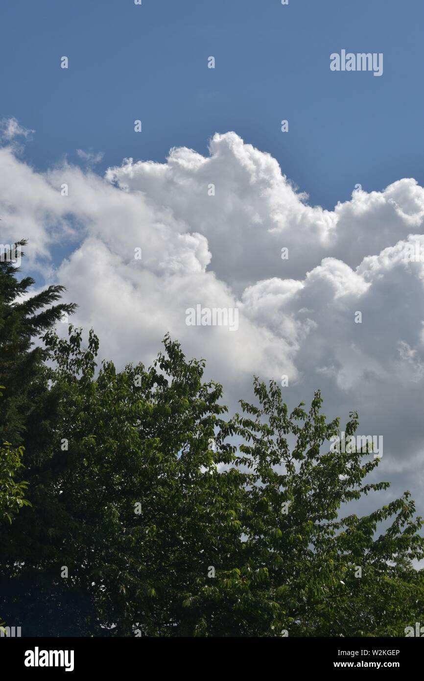 big white fluffy cloud bank against a blue sky with green treetops in the foreground Stock Photo