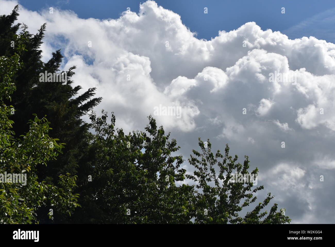 big white fluffy cloud bank against a blue sky with green treetops in the foreground Stock Photo