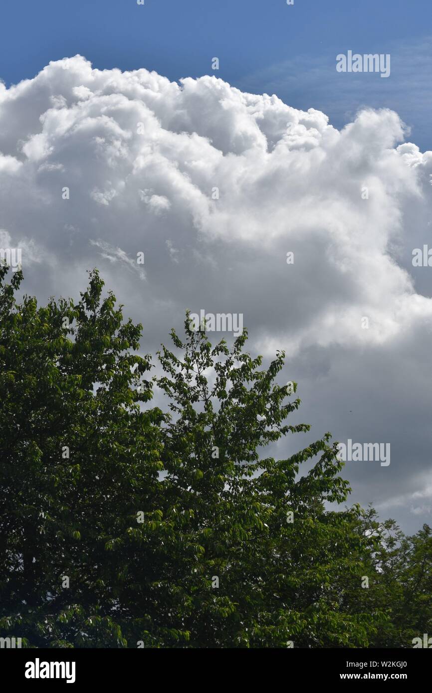 big white fluffy cloud bank against a blue sky with green treetops in the foreground Stock Photo