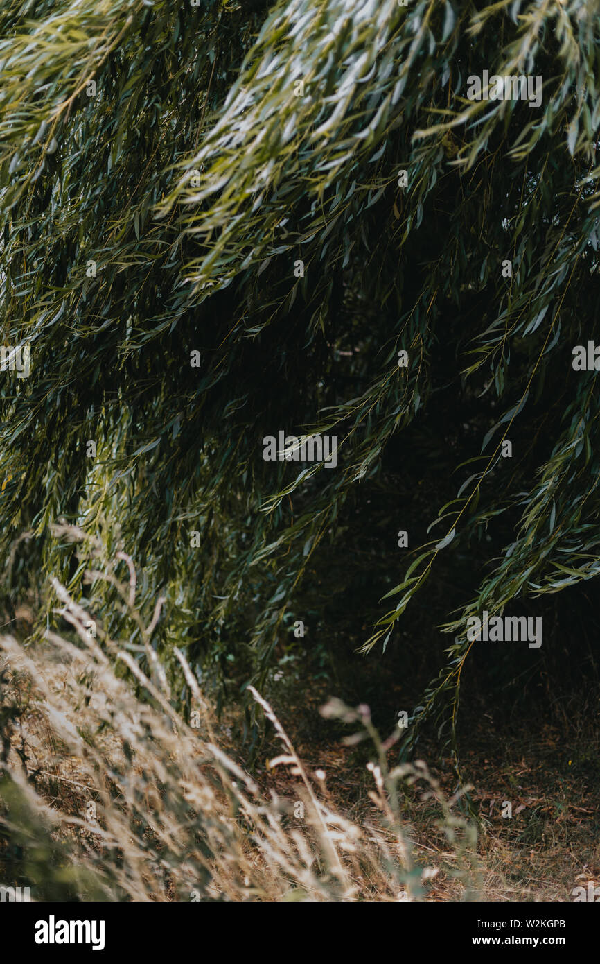 photo of weeping willow in the wind Stock Photo - Alamy