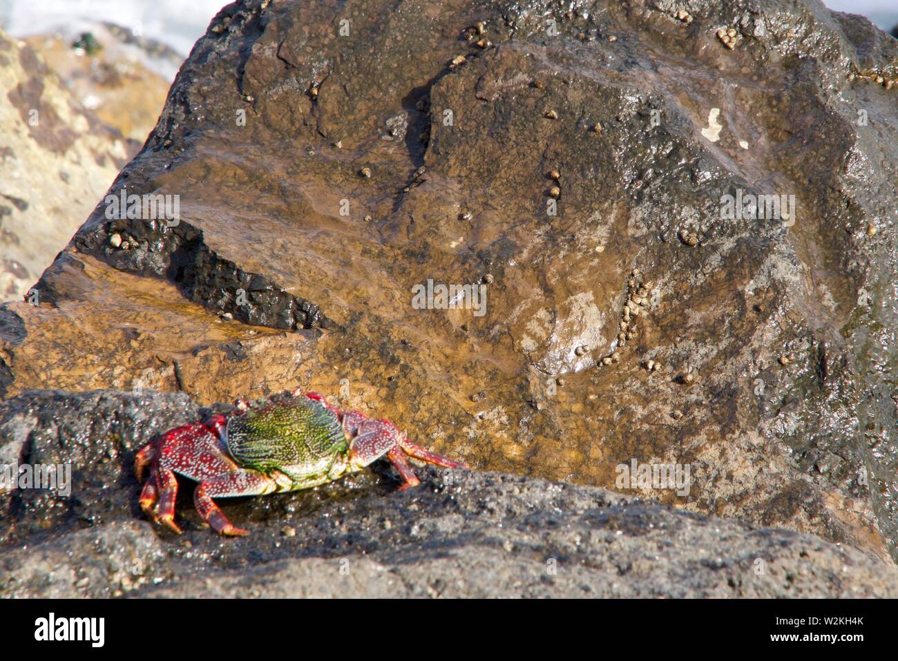 closeup of a Sally Lightfood Crab Stock Photo