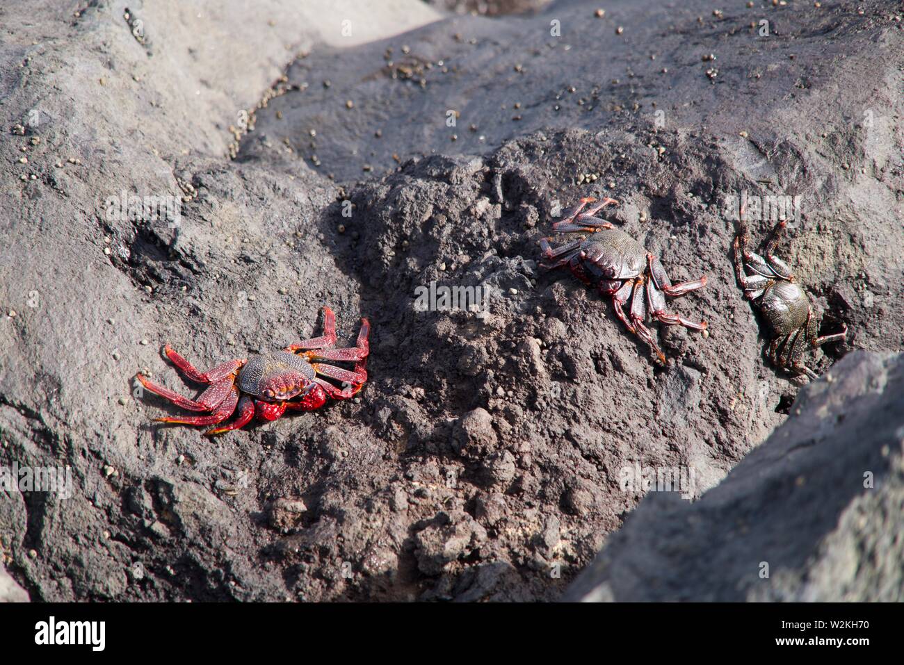 closeup of three Sally Lightfood Crabs Stock Photo