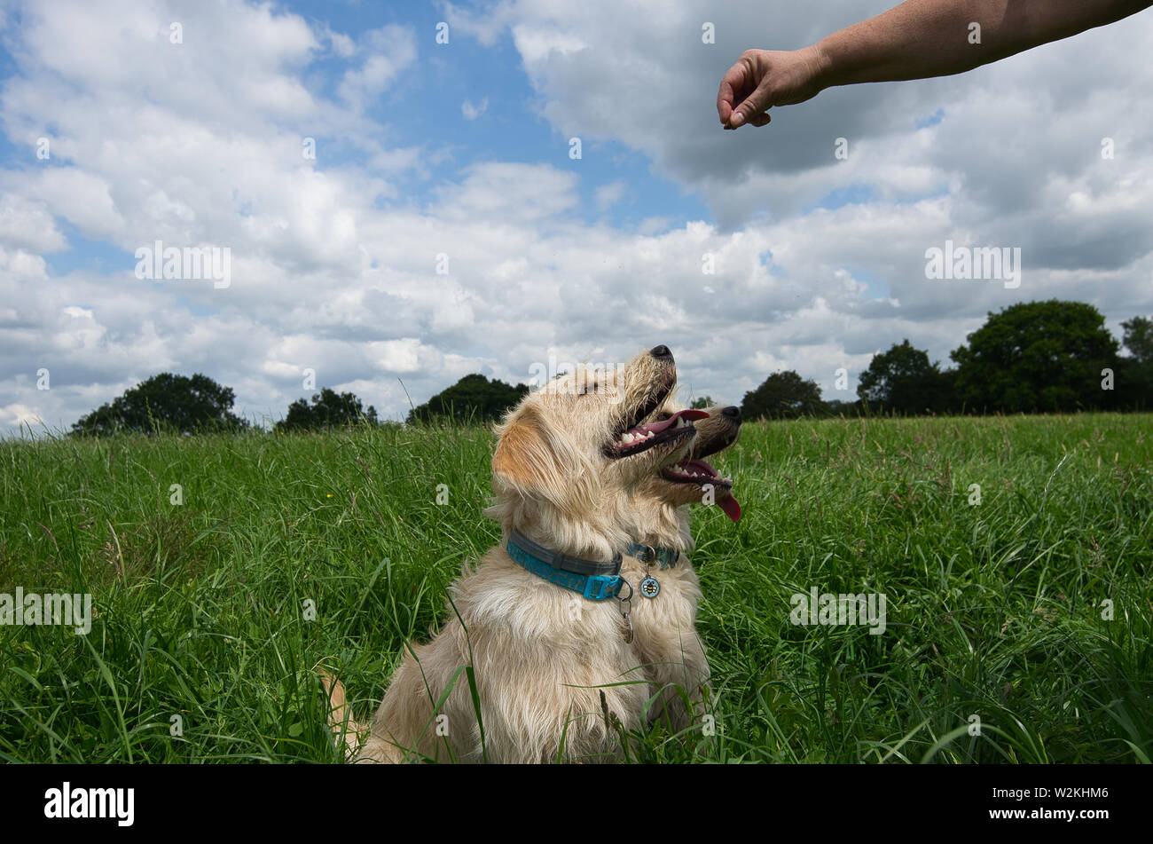 labradoodle playing outdoors Stock Photo - Alamy