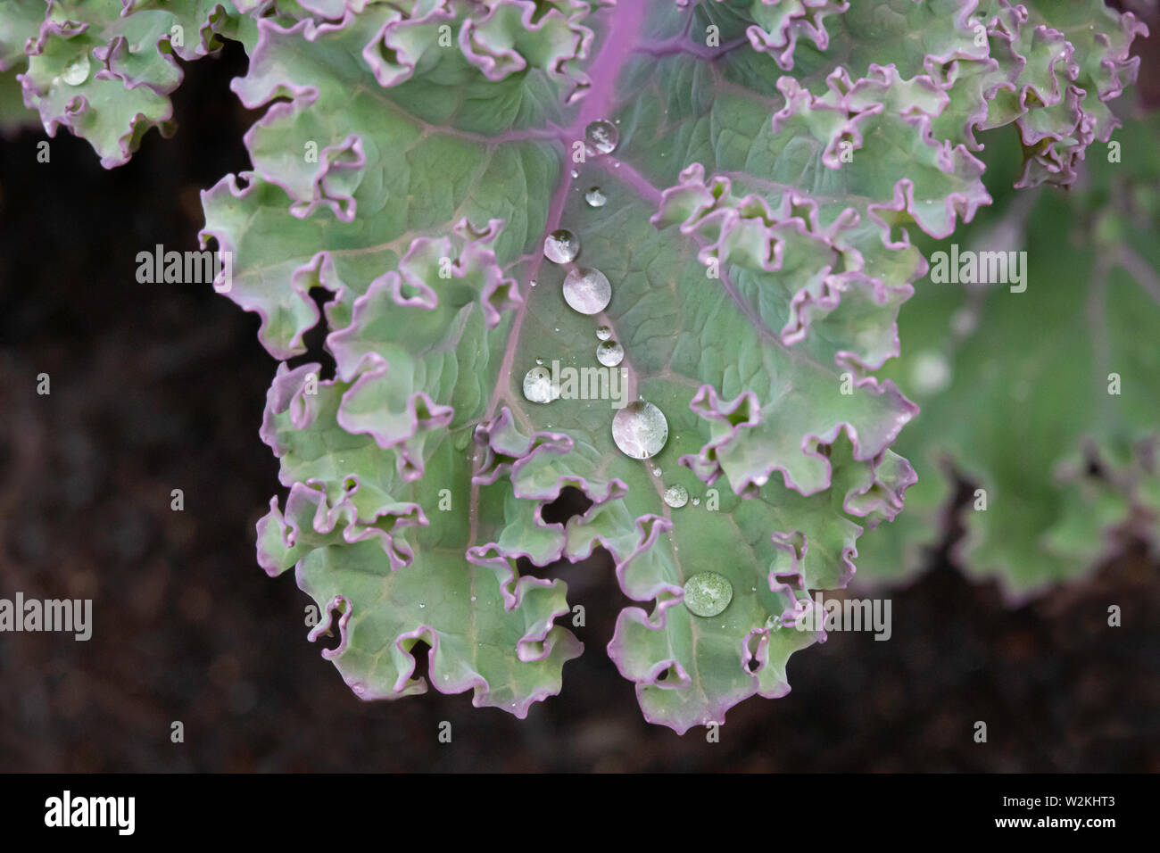 High surface tension on a kale leaf beads water, aka: the lotus effect Stock Photo