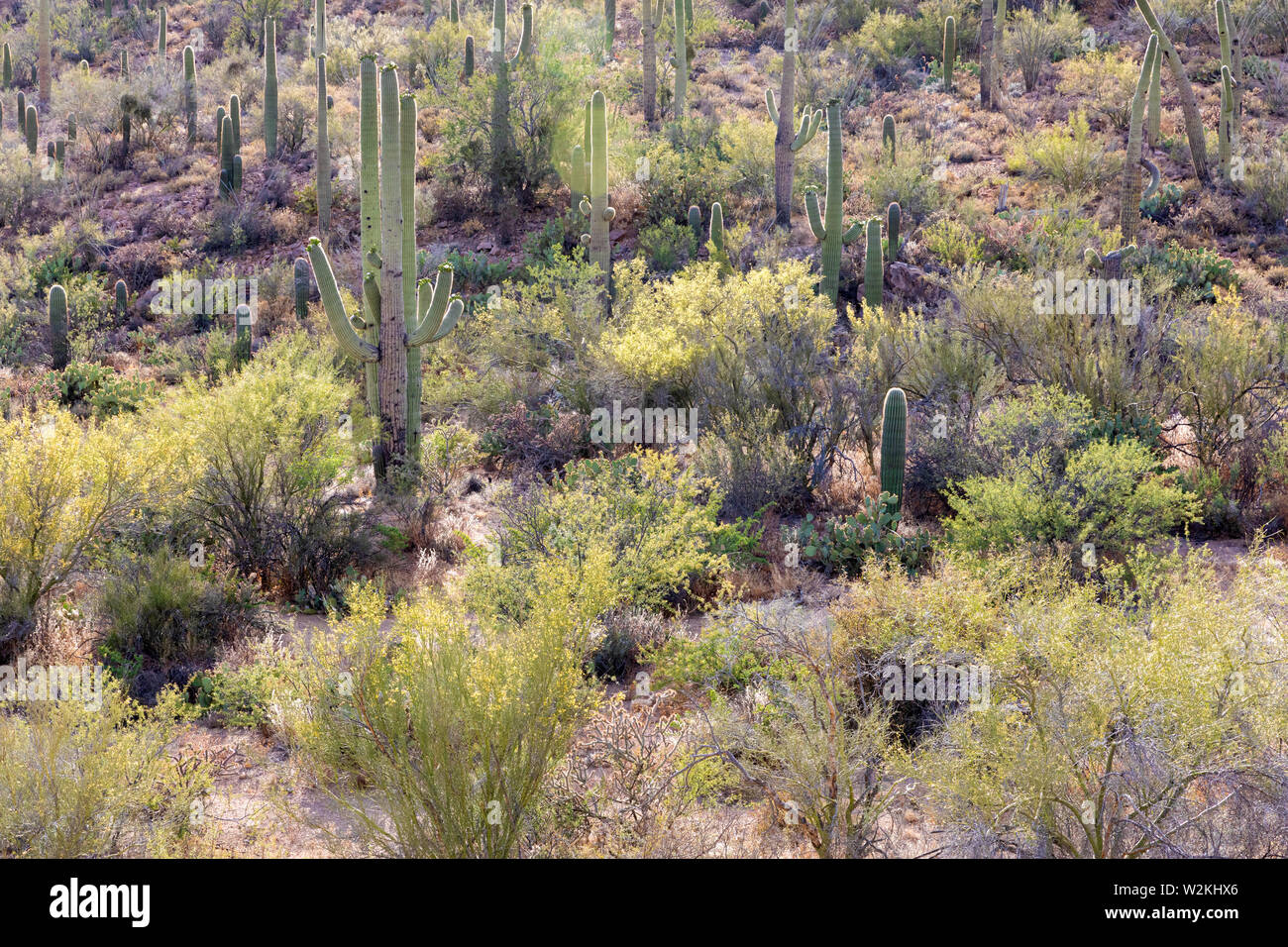 Backlit desert landscape, Saguaro National Park, Tucson, Arizona, USA Stock Photo