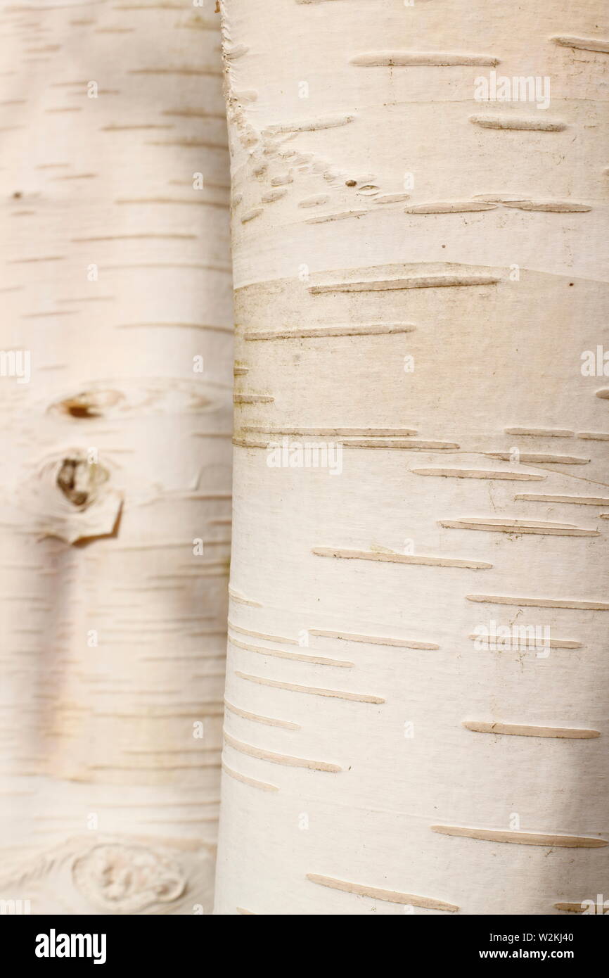 Betula utilis var. jacquemontii 'Doorenbos'. Ornamental bark of Himalayan birch 'Doorenbos' Stock Photo