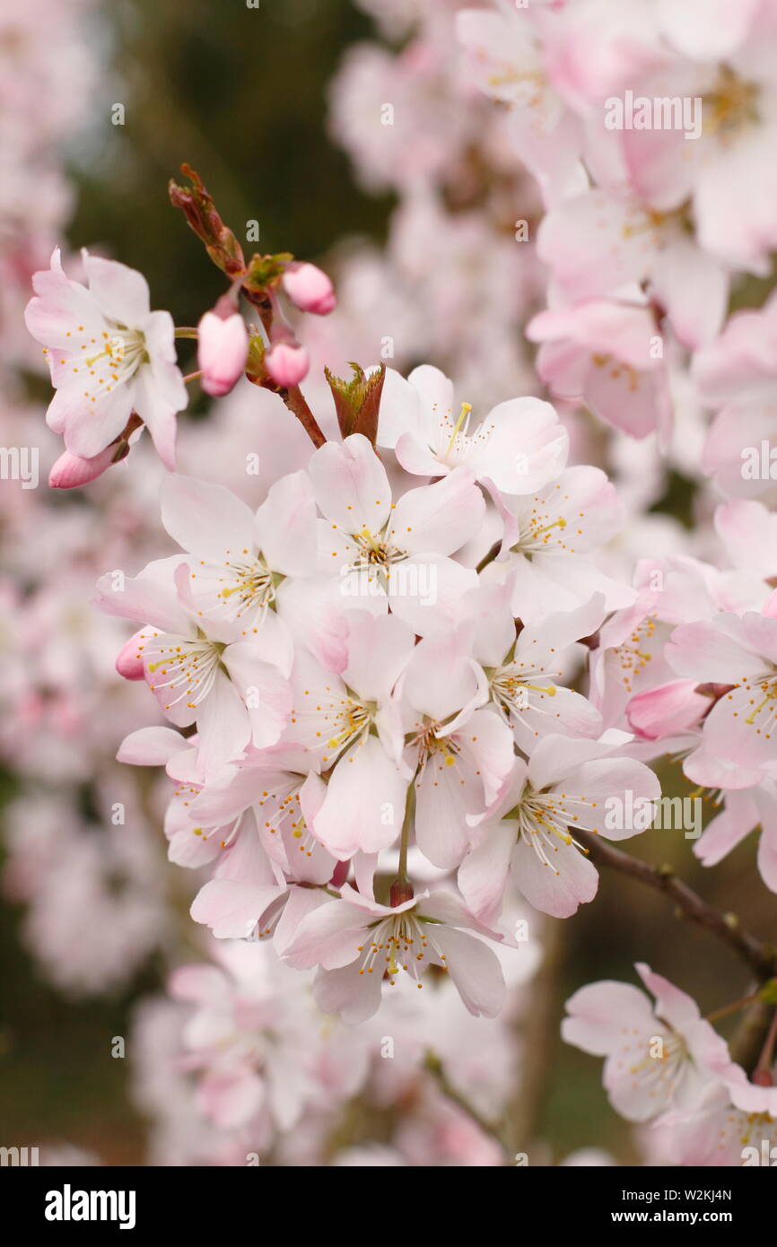 Prunus 'Pandora' cherry blossom in spring. AGM. Also called Prunus ...