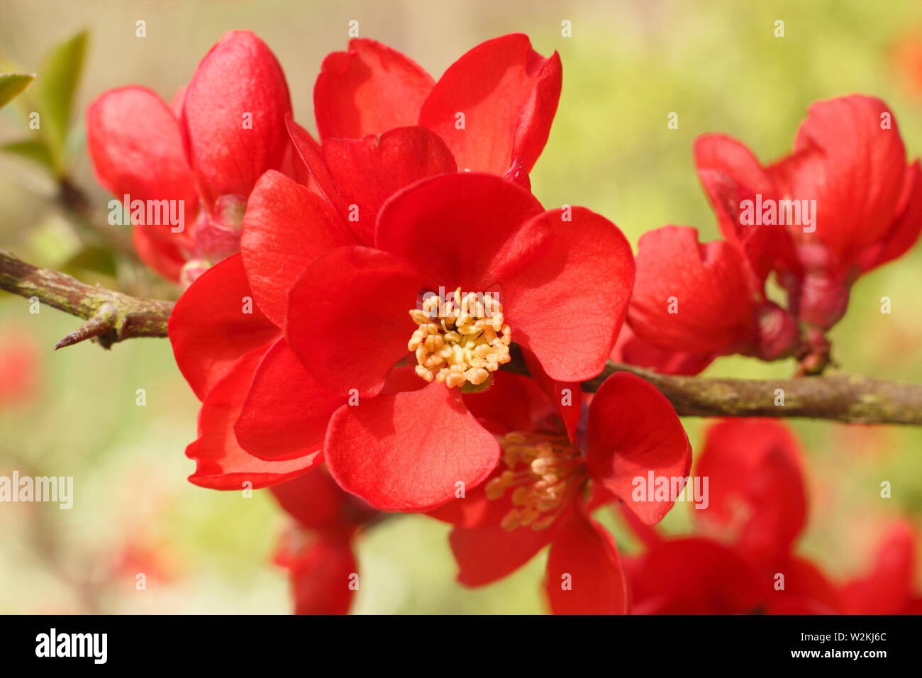 Chaenomeles x superba 'Clementine' Japanese quince flowering in spring - March. UK Stock Photo