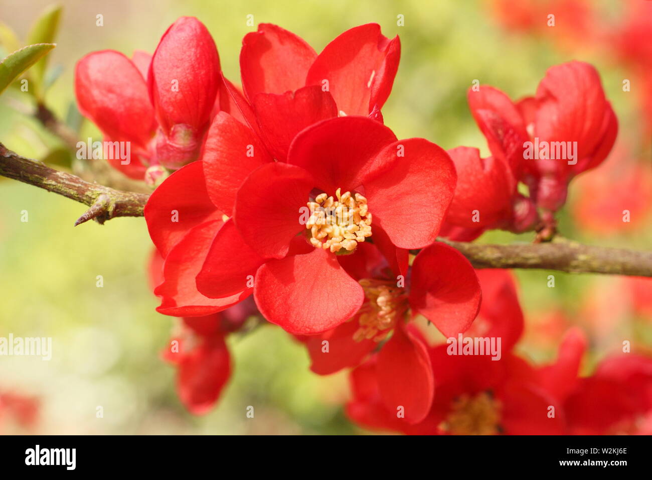 Chaenomeles x superba 'Clementine' Japanese quince flowering in spring - March. UK Stock Photo