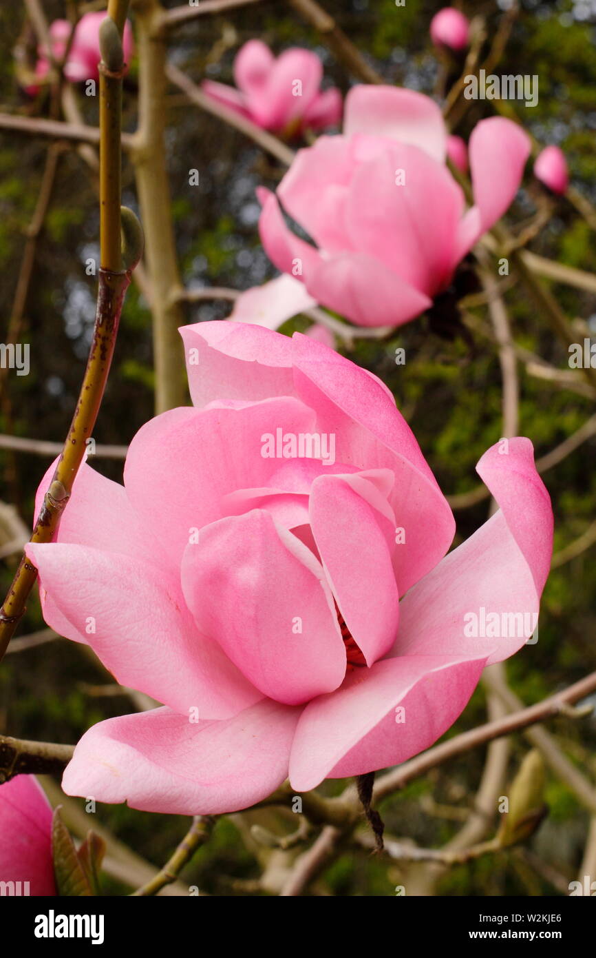 Magnolia sprengeri var. diva 'Copeland Court'. Pink blossoms of Magnolia 'Copeland Court' in spring . AGM. UK Stock Photo