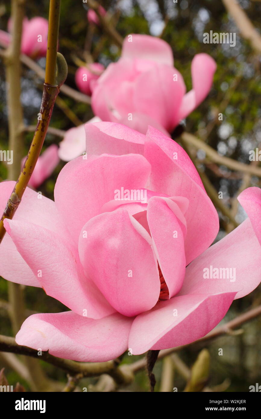 Magnolia sprengeri var. diva 'Copeland Court'. Pink blossoms of Magnolia 'Copeland Court' in spring . AGM. UK Stock Photo