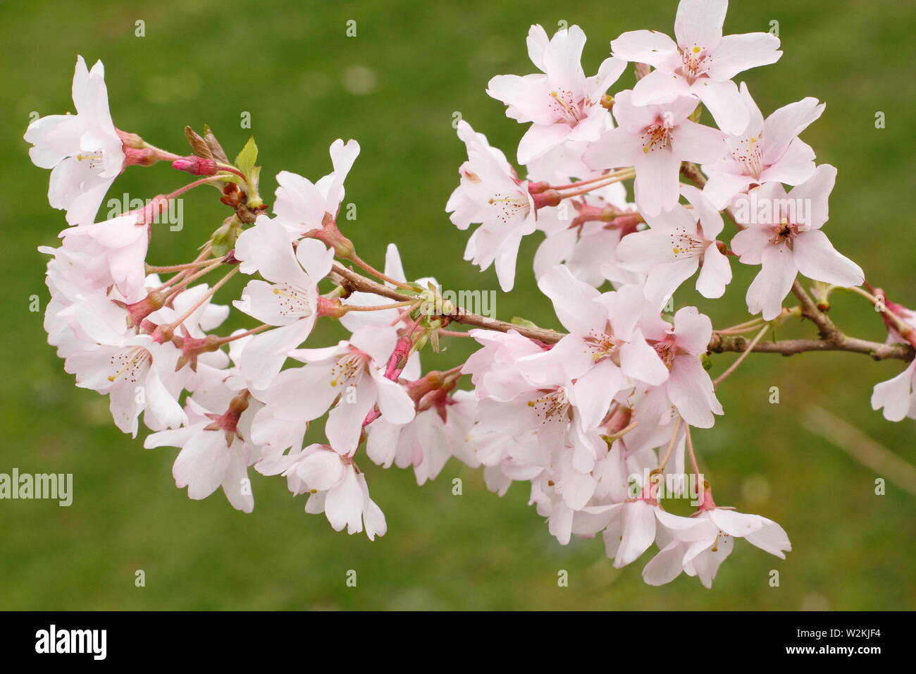 Prunus pendula f. ascendens 'Rosea weeping cherry tree in blossom in spring.  AGM Stock Photo