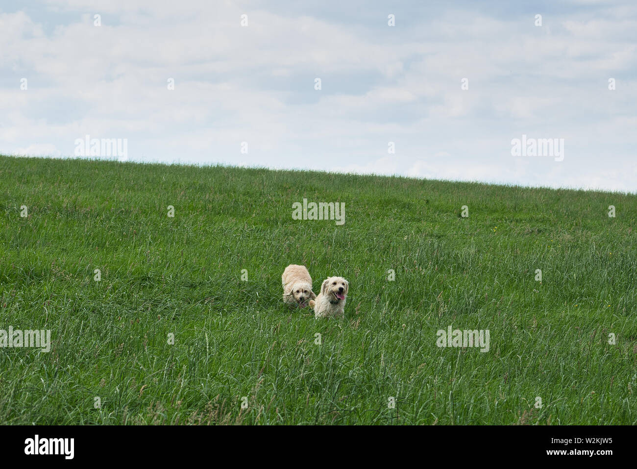 labradoodle playing outdoors Stock Photo - Alamy