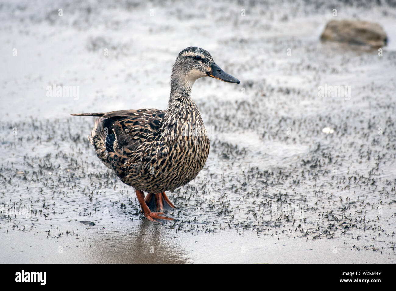 Muddy surface hires stock photography and images Alamy