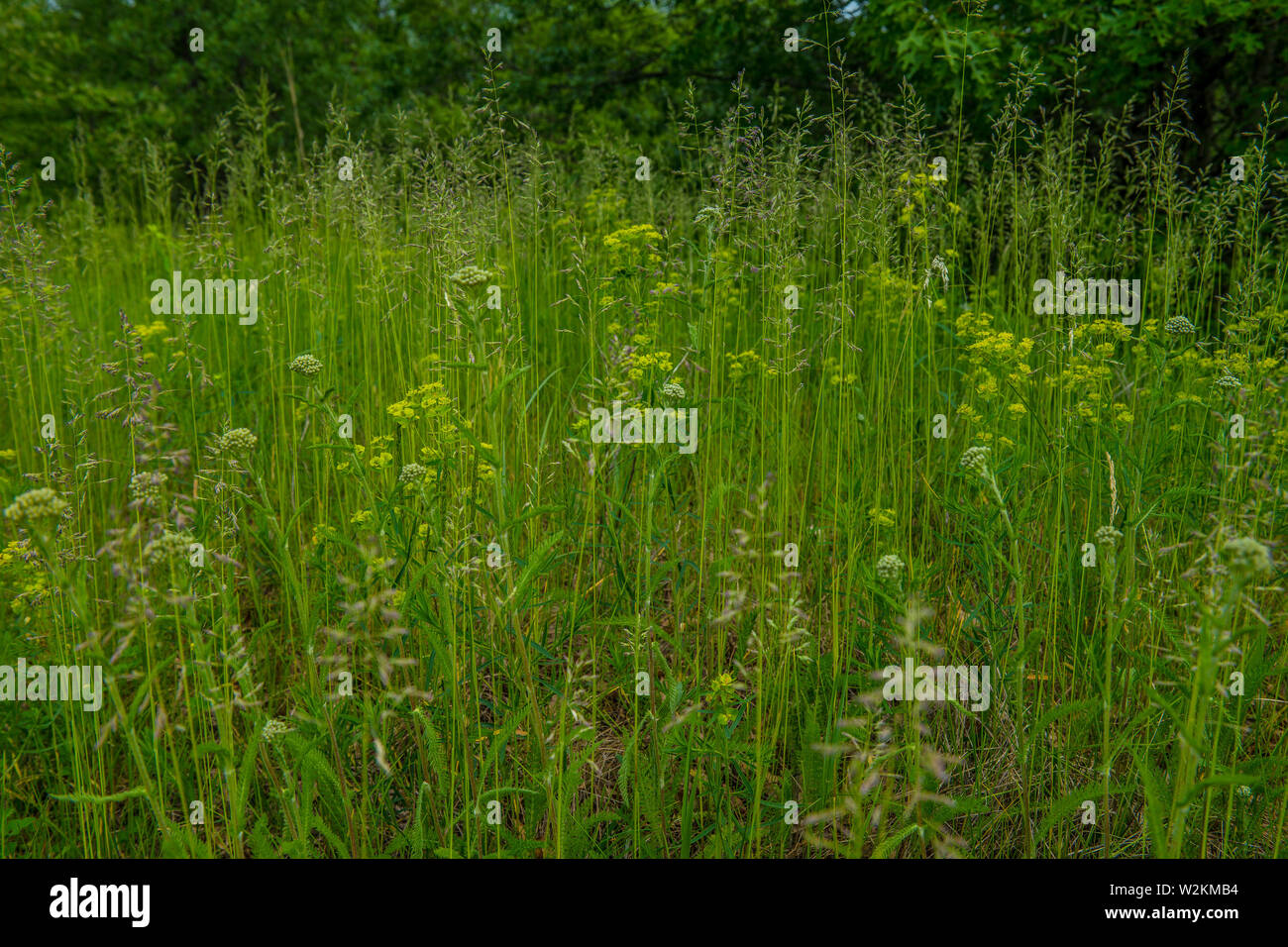 Tall grasses and wildflowers growing in late spring with the woodlands in the background at the midwest prairie Stock Photo