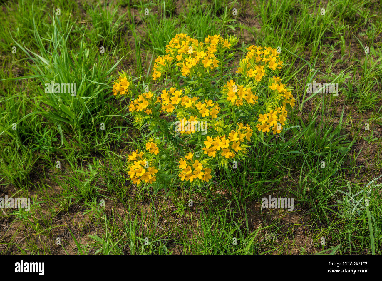 Yellow wildflowers in a large clump low to the ground growing in late spring in the midwest prairie Stock Photo