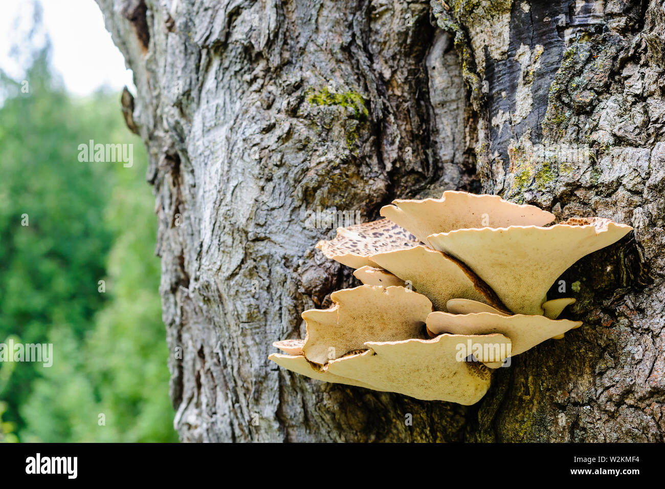 Underside of parasitic brown fungus growing out of tree bark. Stock Photo