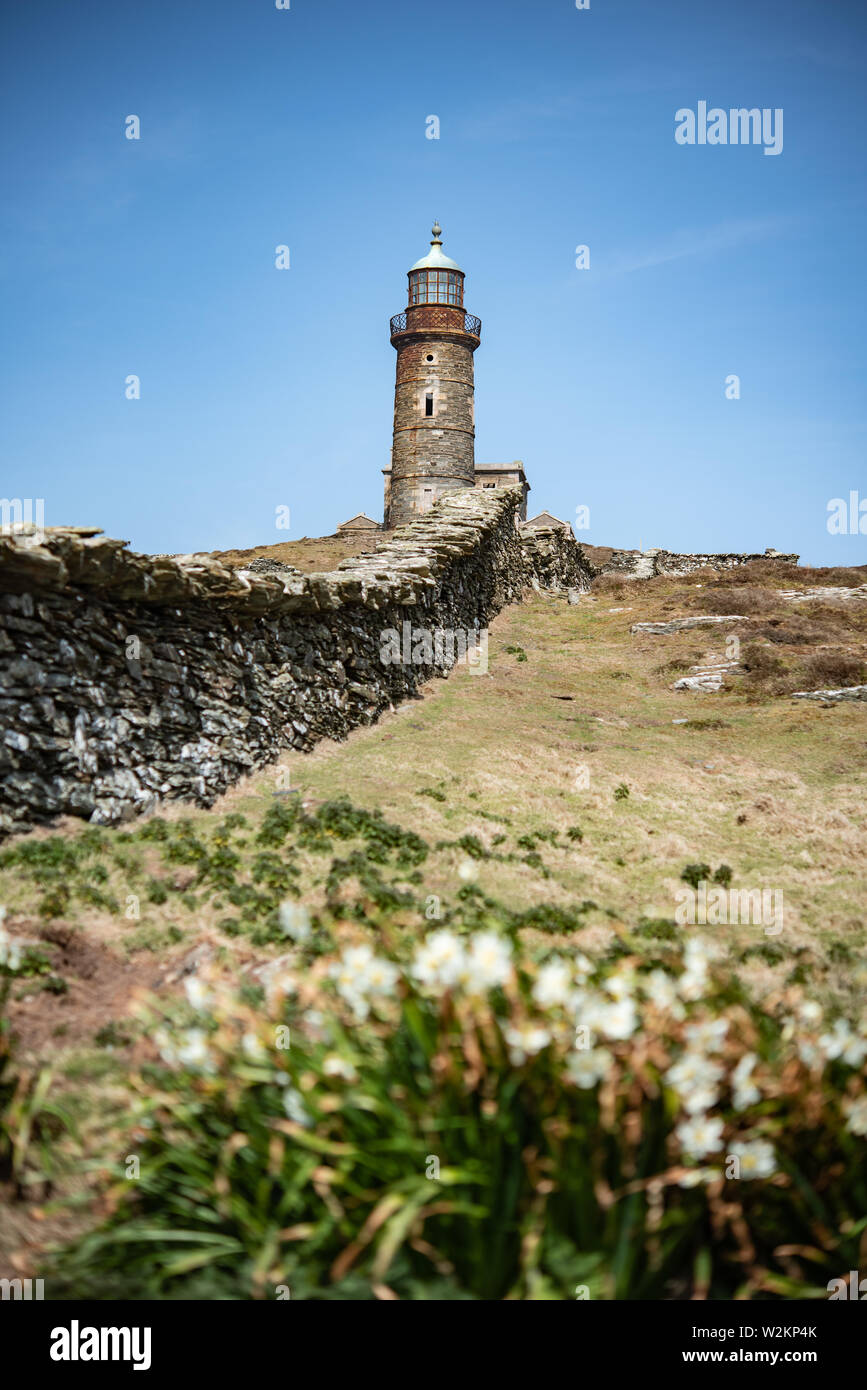 Spring daffodils on Calf Of Man with upper Lighthouse in the background Stock Photo