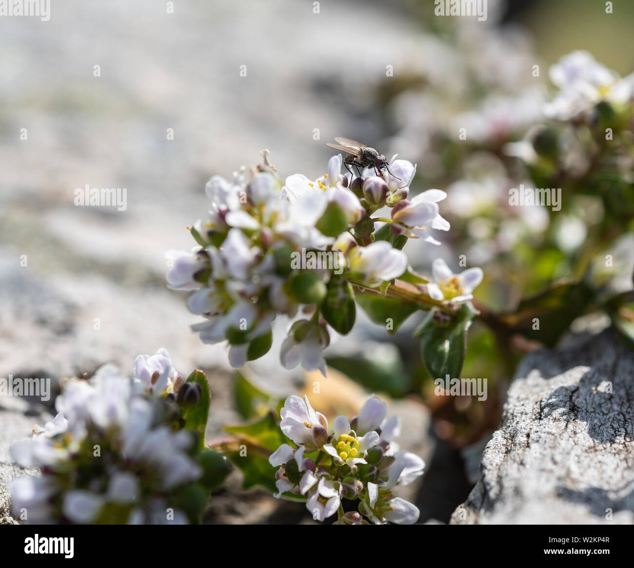 White alyssum plant flower close-up, growing in rocks Stock Photo