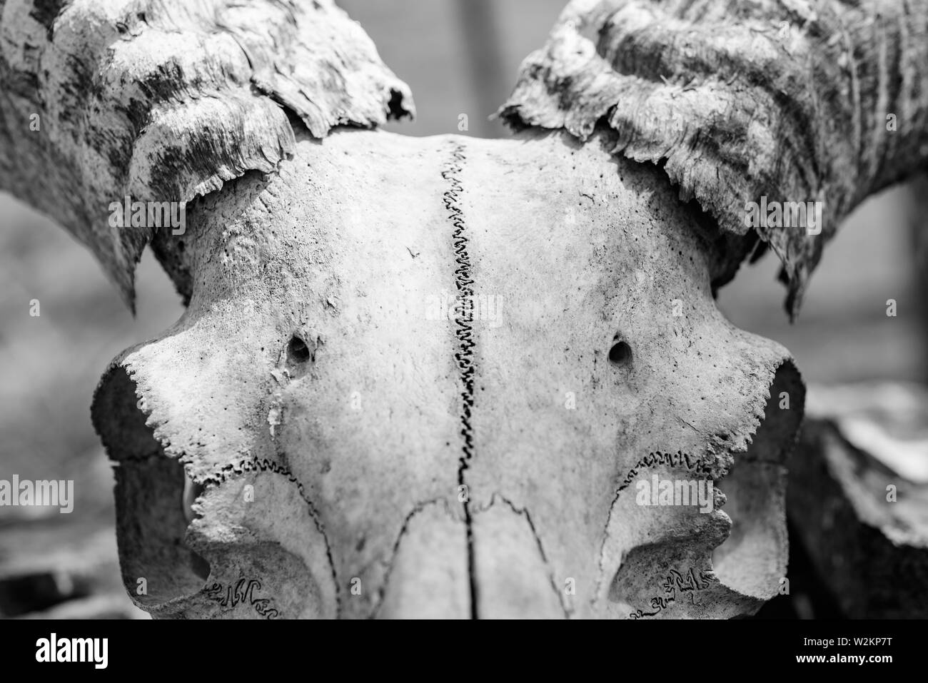 Manx ram skull, large horns Stock Photo