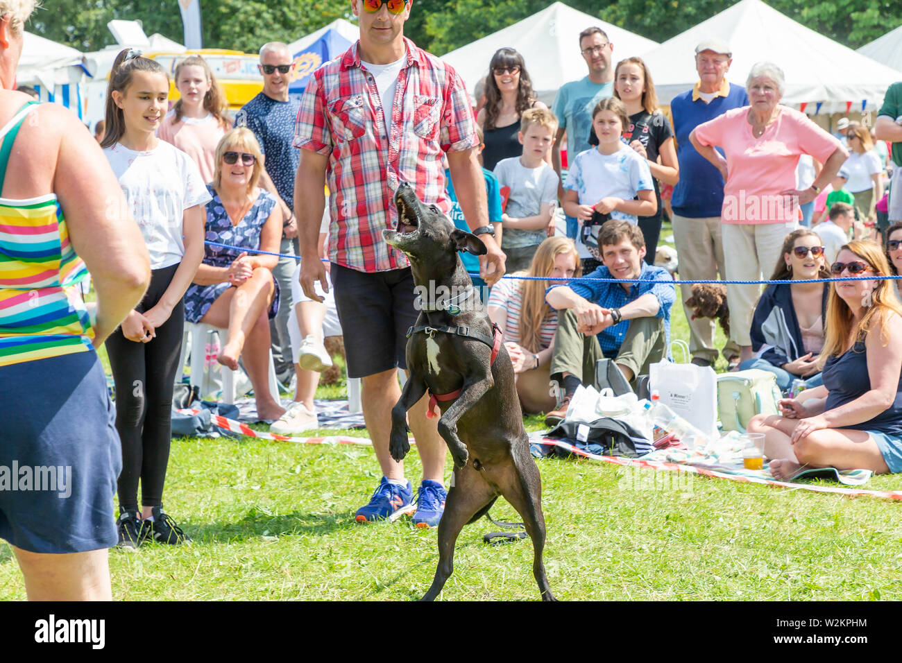 Catch a sausage competition in the dog show at Stockton Heath Festival 2019 Stock Photo Alamy
