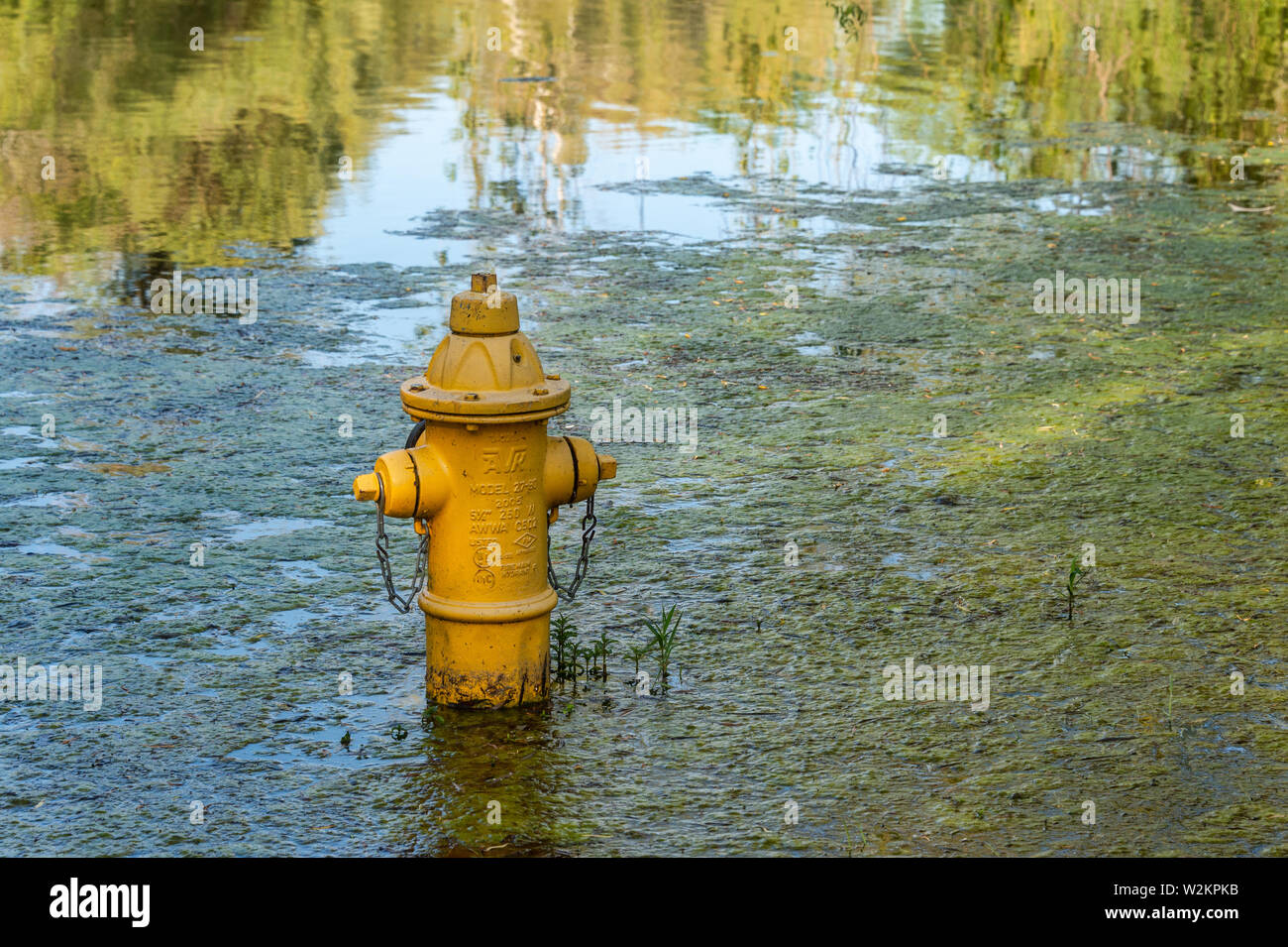 Toronto, CA - 22 June 2019: Yellow fire hydrant in the water during floods. Stock Photo