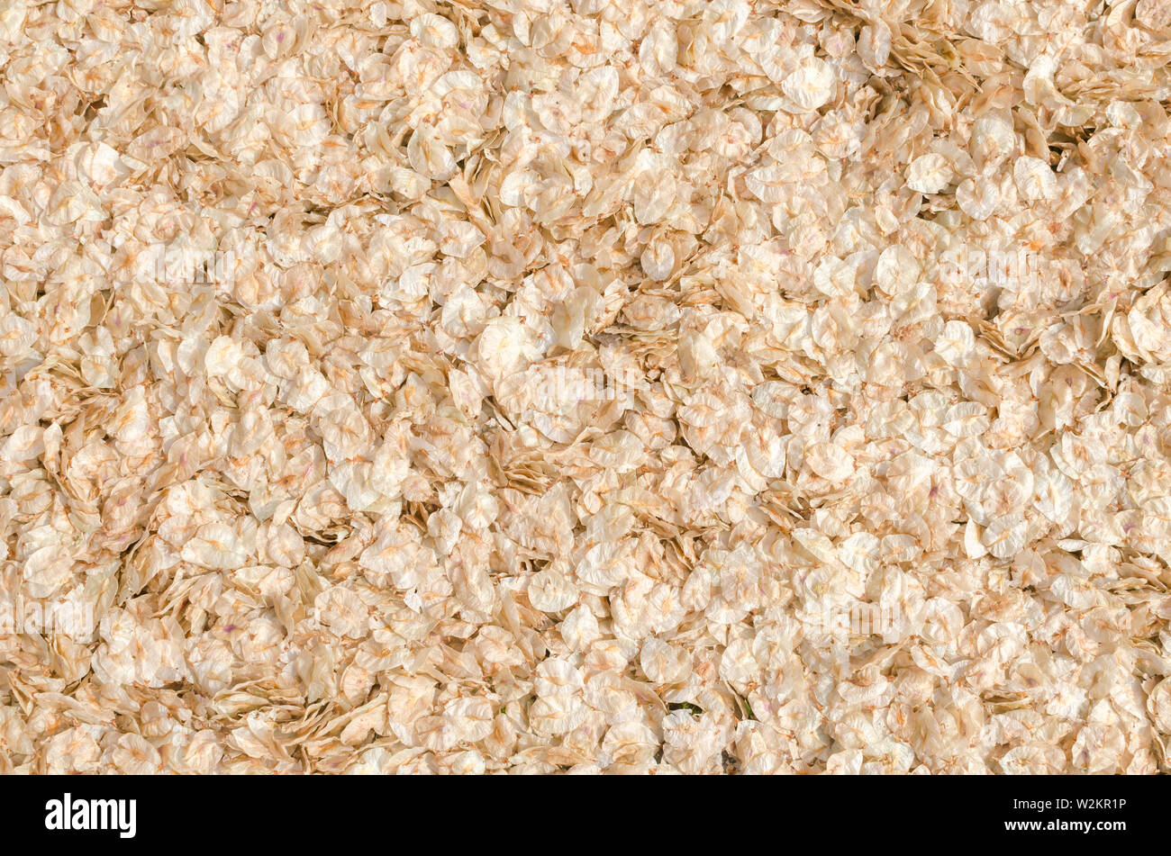 Dried beige petals background. Backdrop, copy space, texture Stock